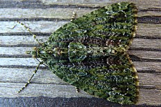 Polyocha detritella - Olivgrüner Bindenspanner (Olivgrüner Lindenblattspanner)